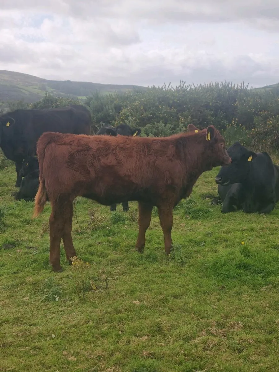 Calf - Image 1