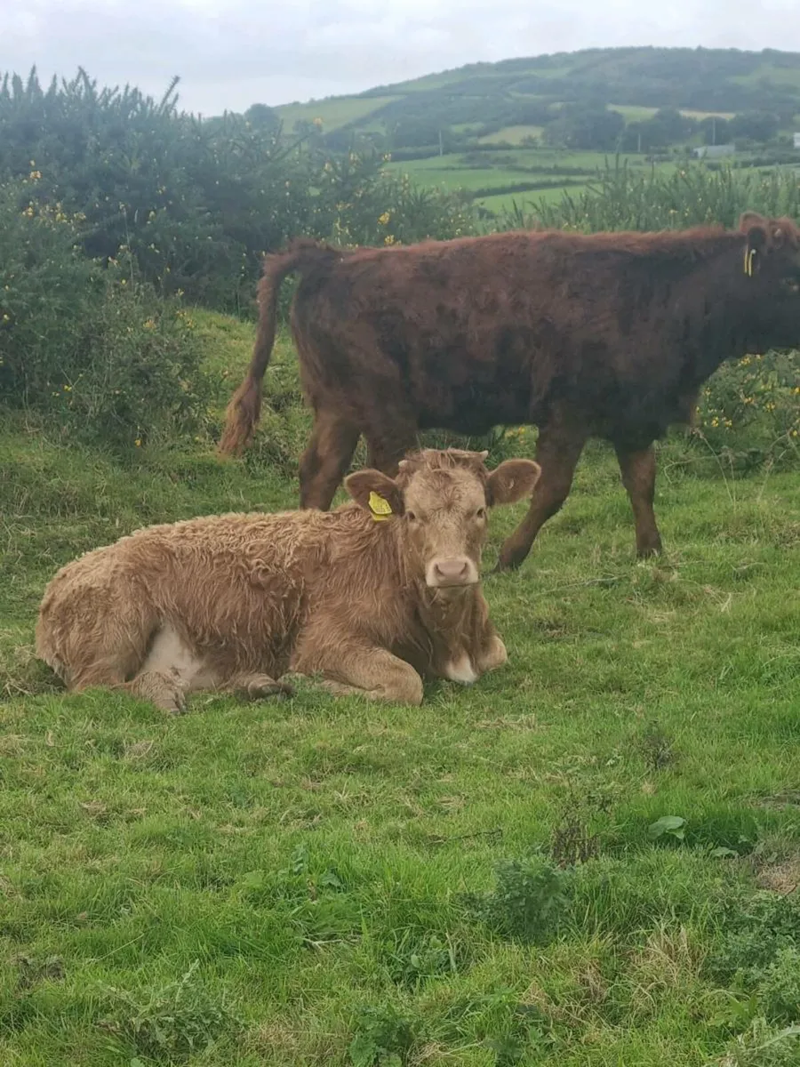 Calf - Image 4