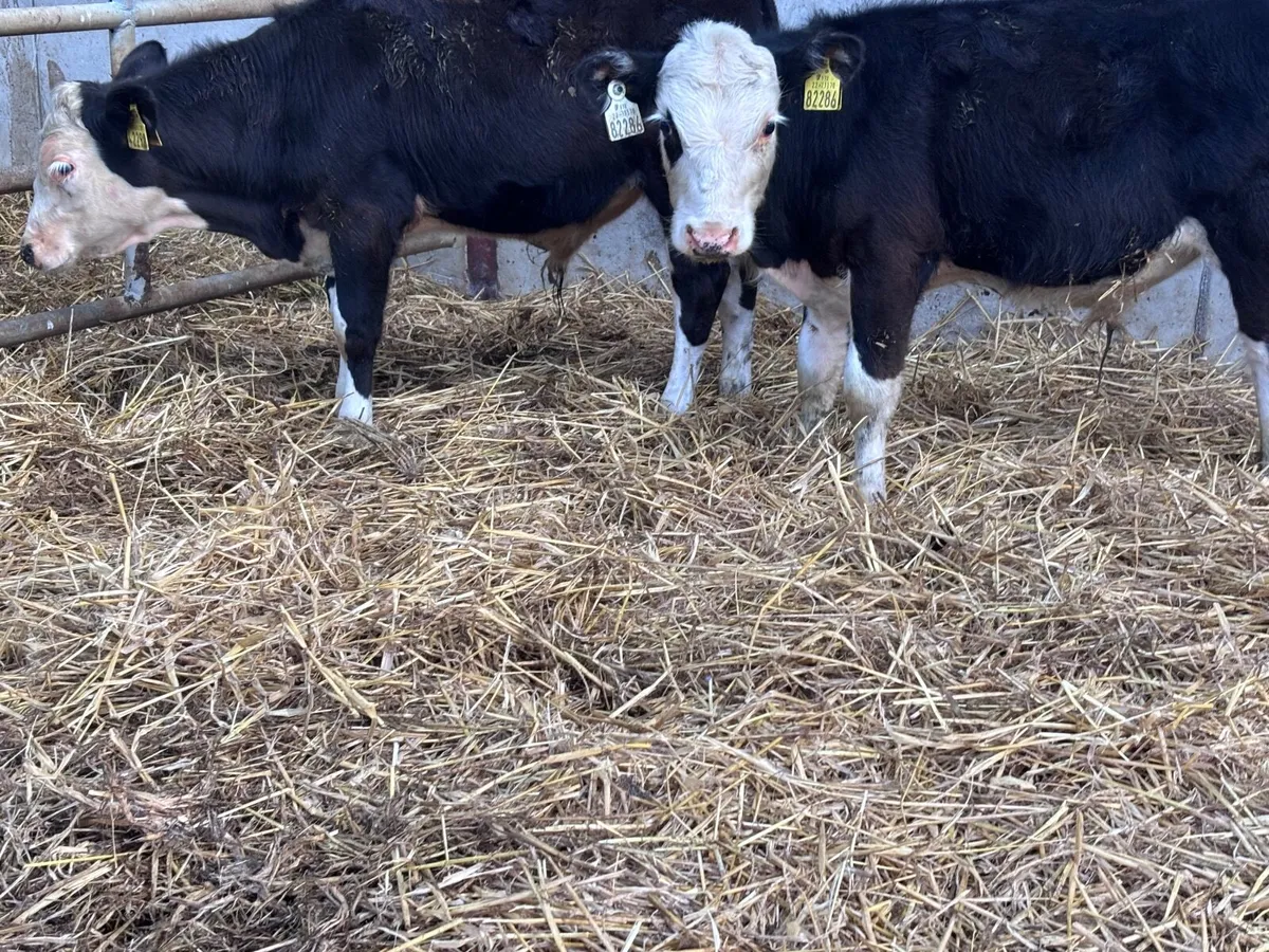 2 Hereford bull Weanlings for sale - Image 2