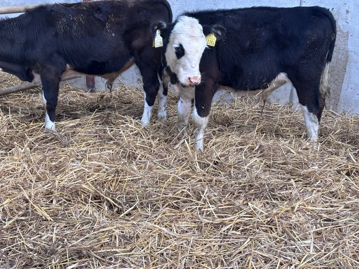 2 Hereford bull Weanlings for sale - Image 3
