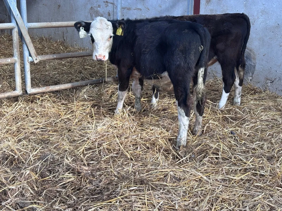 2 Hereford bull Weanlings for sale - Image 4