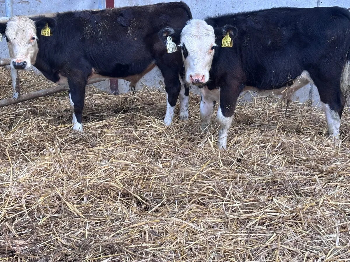 2 Hereford bull Weanlings for sale - Image 1