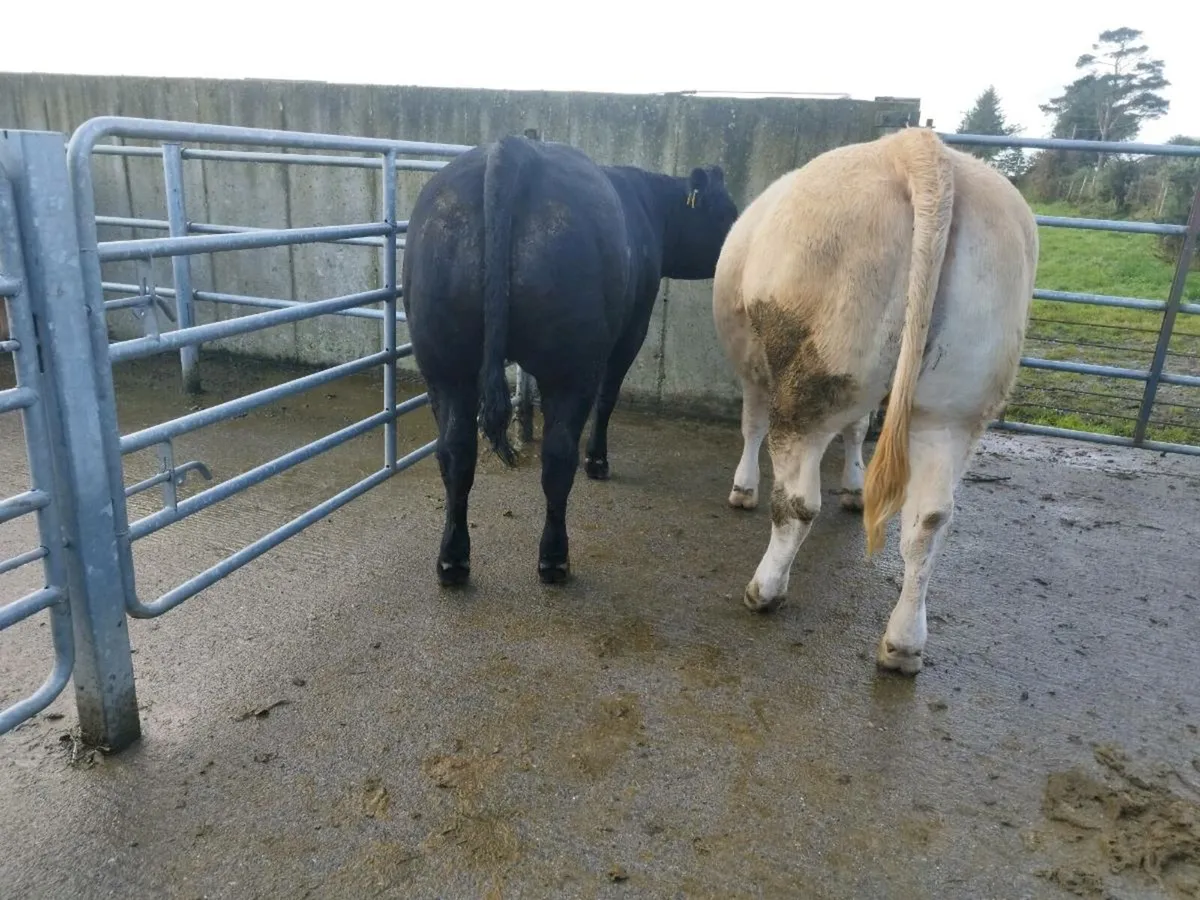 Breeding heifers - Image 2