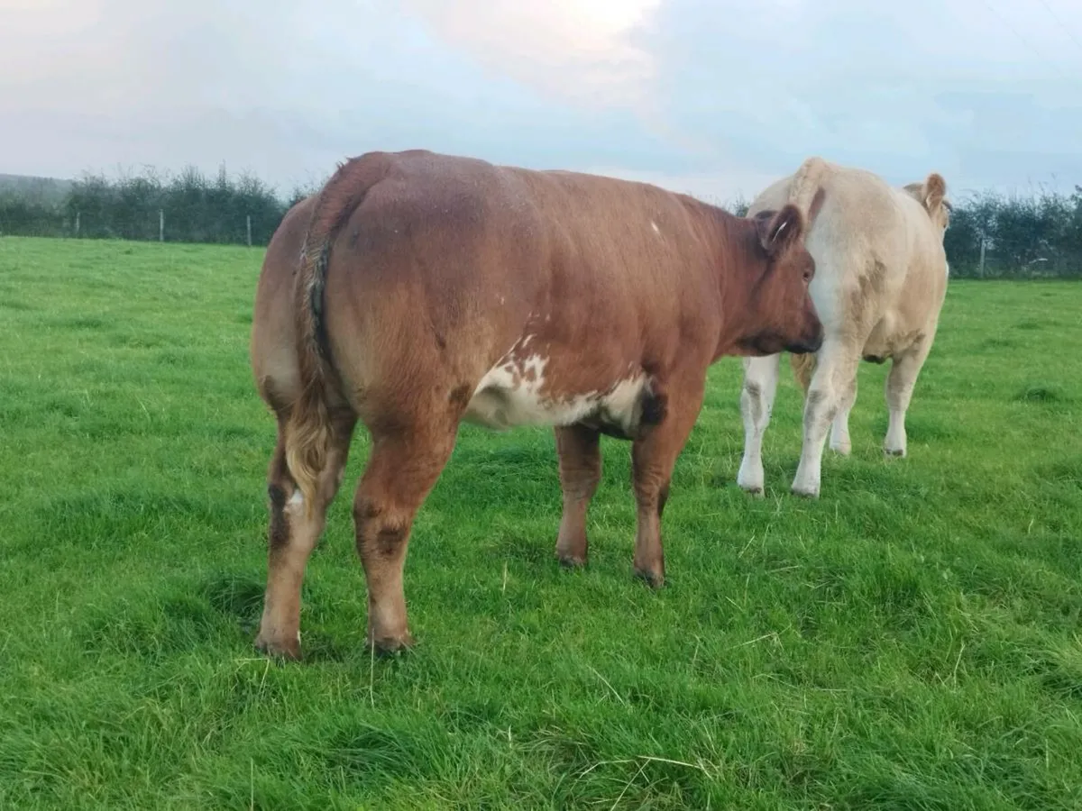 Breeding heifers - Image 3
