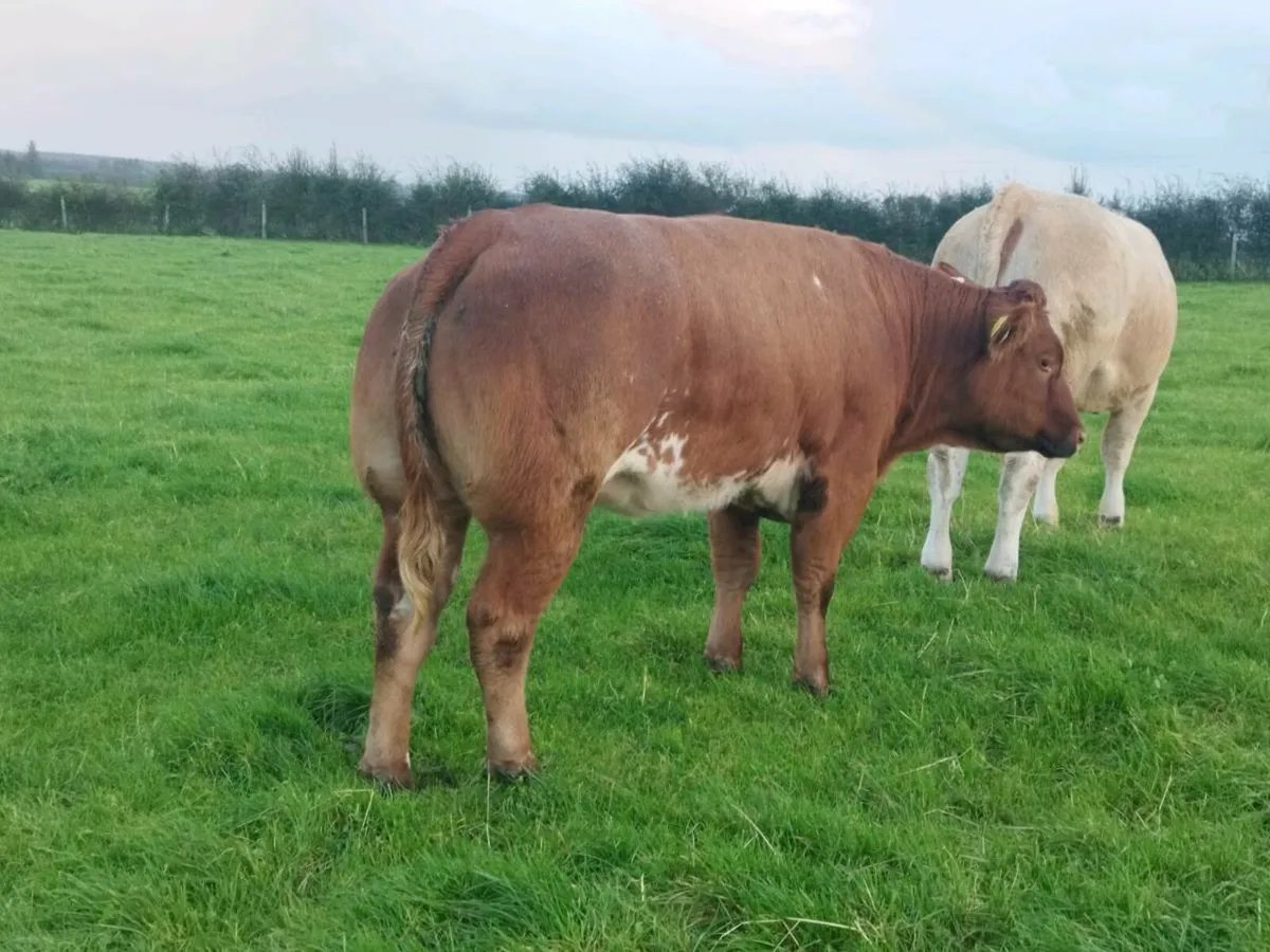 Breeding heifers - Image 4