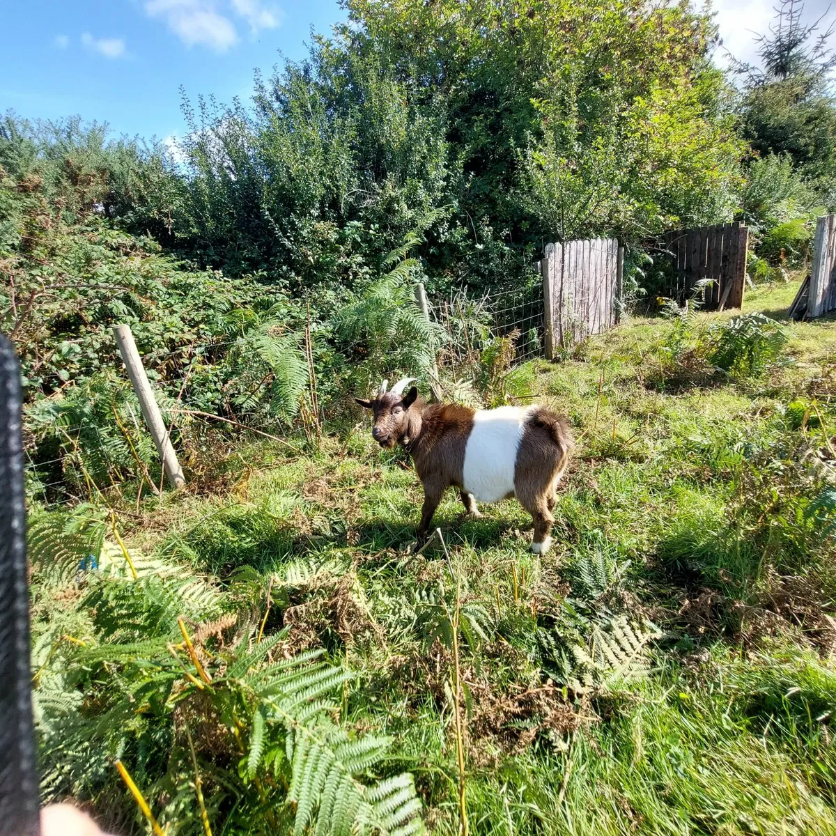 Pygmy Goat - Image 3