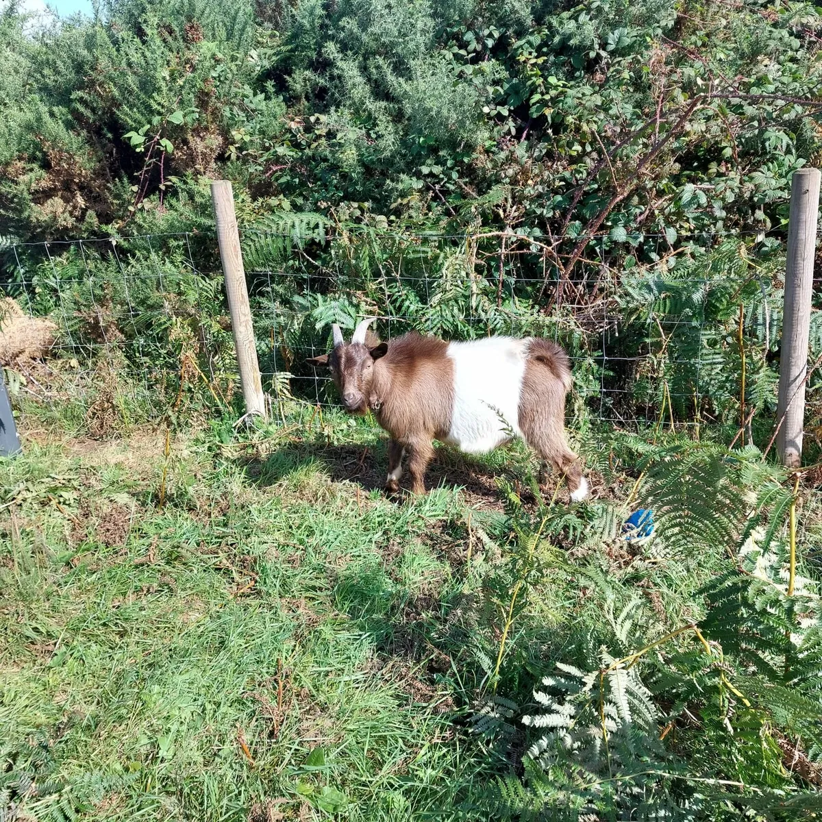 Pygmy Goat - Image 1