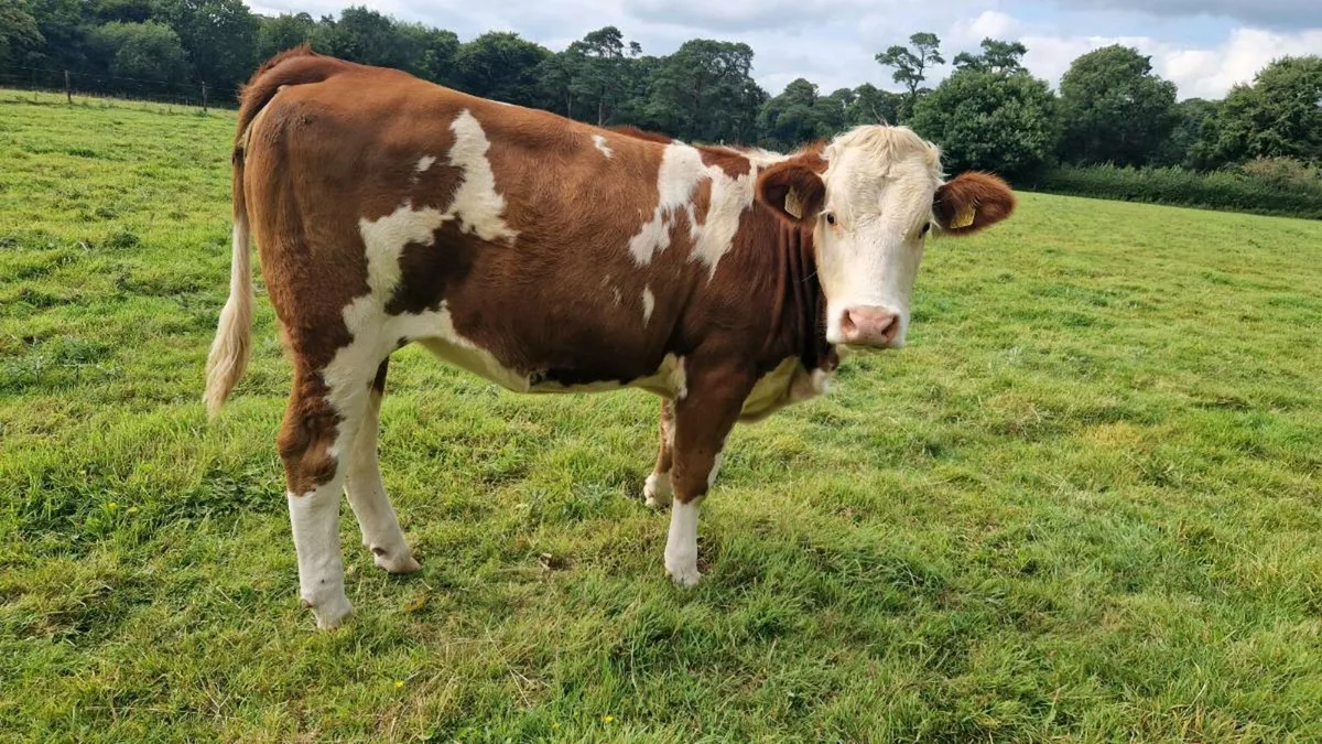 Organic Heifers - Image 2