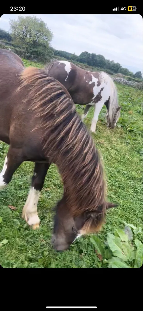 Mare cob x and foal to a cob sale - Image 1