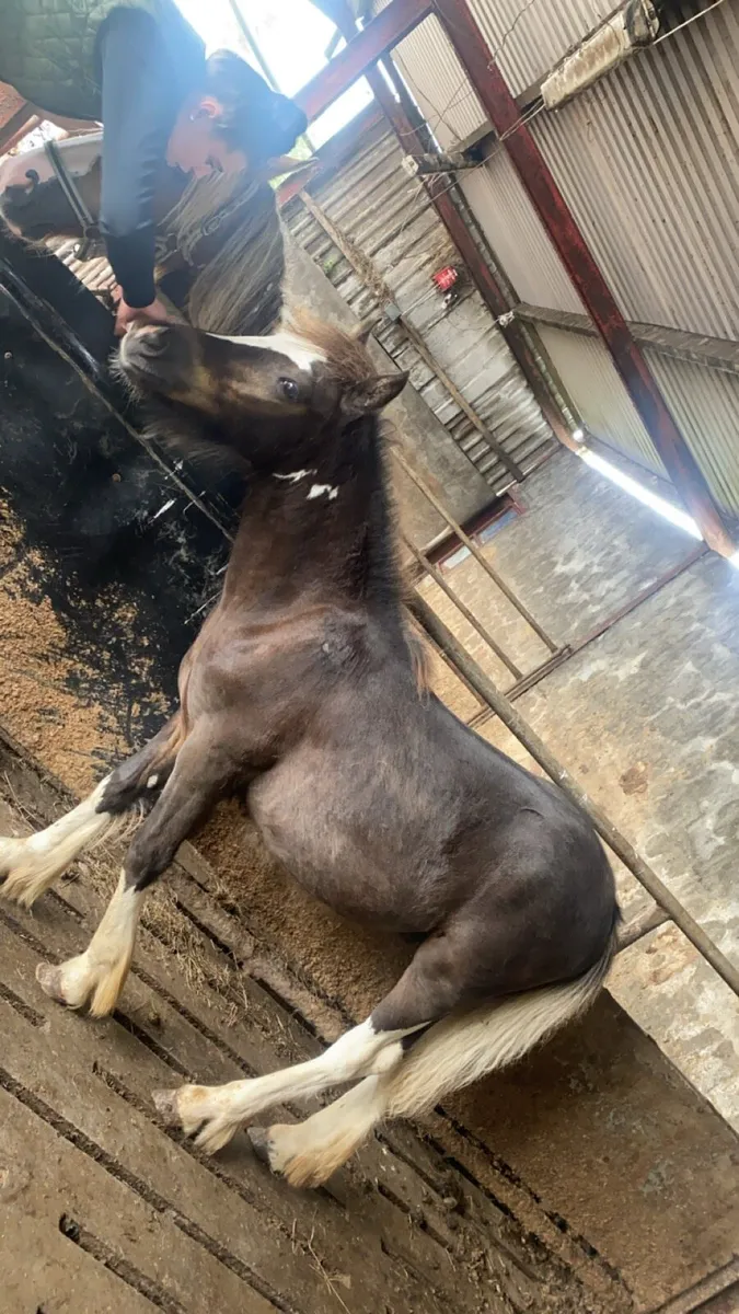 Mare cob x and foal to a cob sale - Image 2