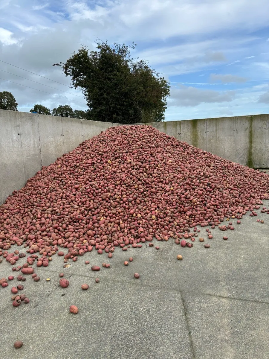 Washed cattle feed potatoes - Image 1
