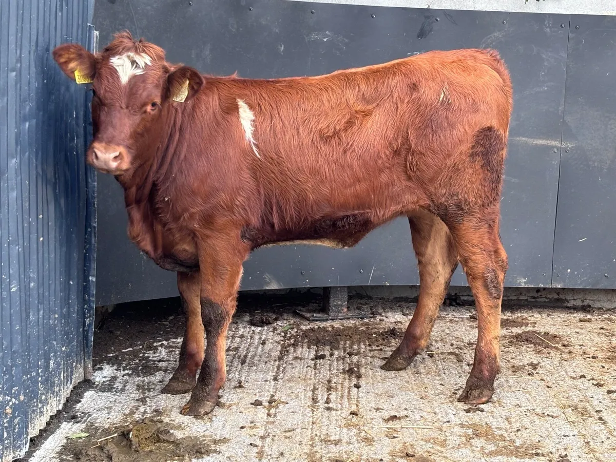 Top quality Limision breeding heifer for sale - Image 2