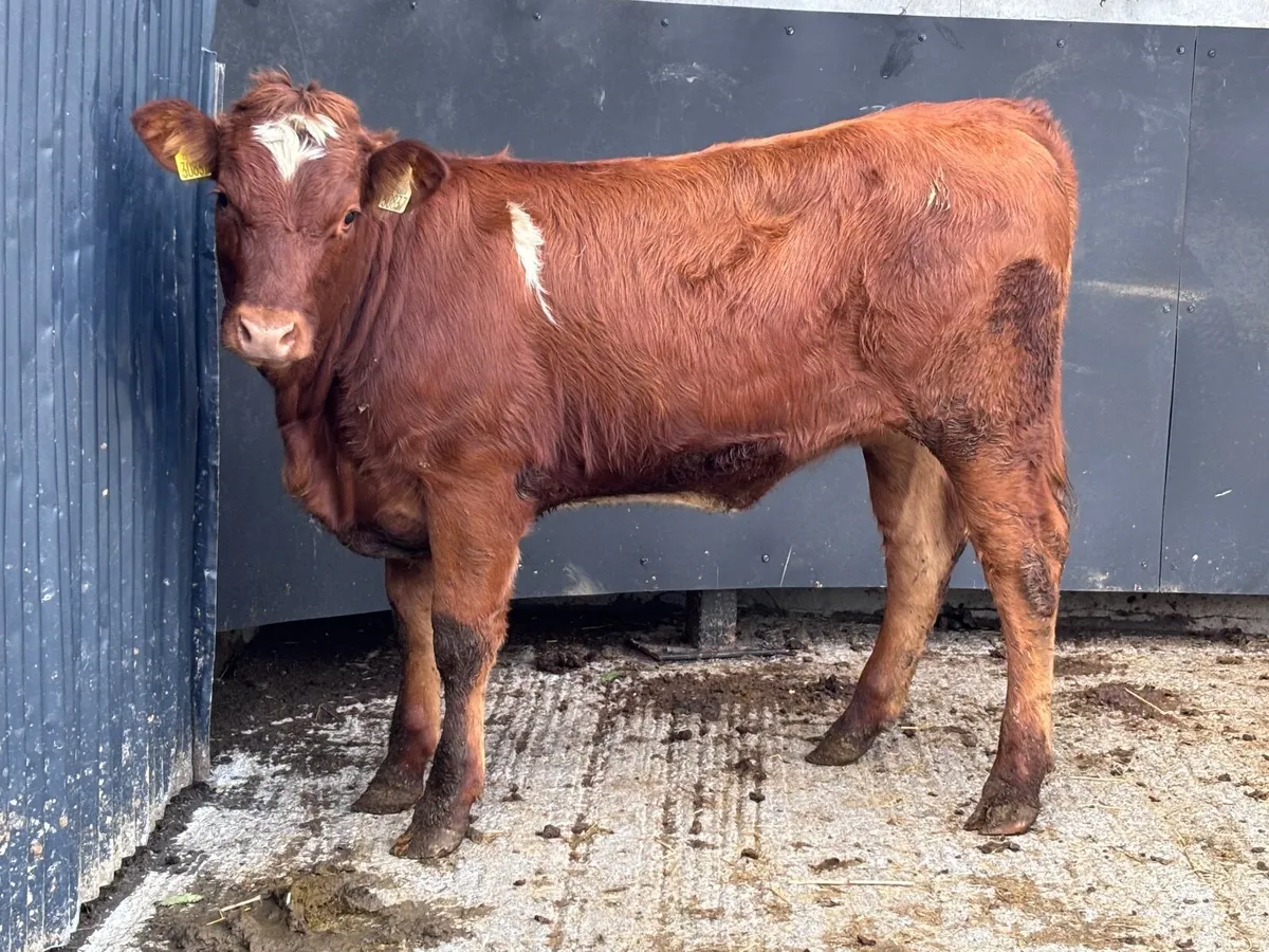 Top quality Limision breeding heifer for sale - Image 3