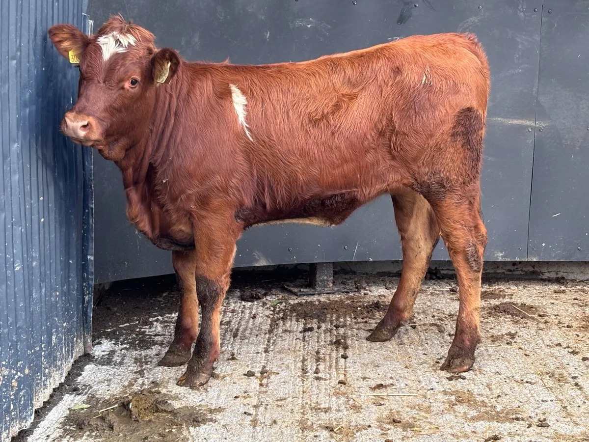 Top quality Limision breeding heifer for sale - Image 4