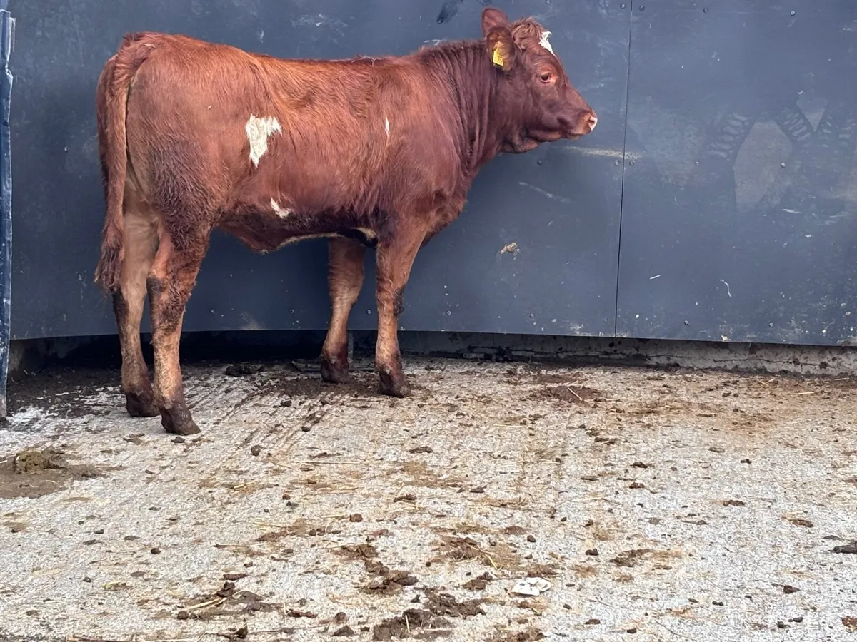 Top quality Limision breeding heifer for sale - Image 1