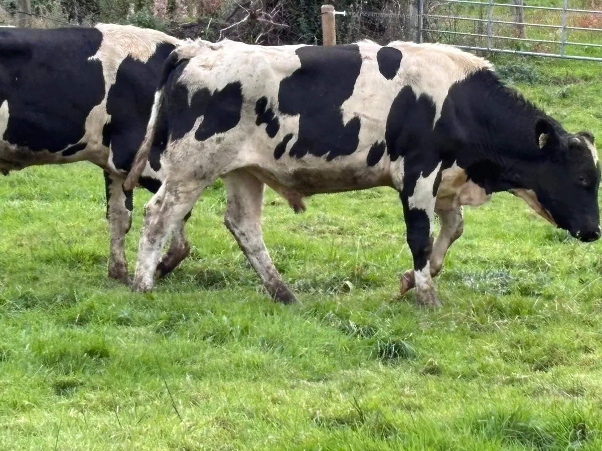 7 British Freisan bulls for sale - Image 2