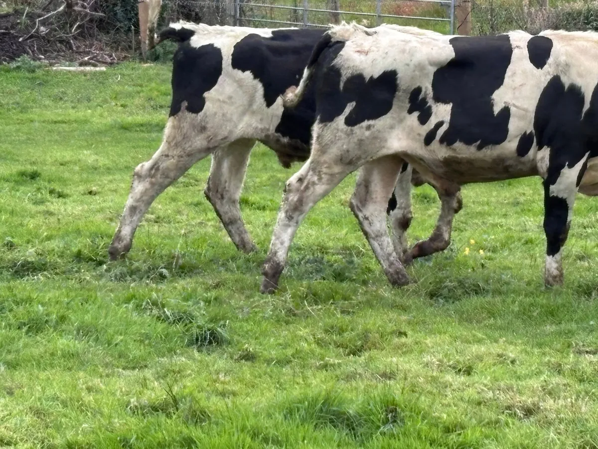 7 British Freisan bulls for sale - Image 3