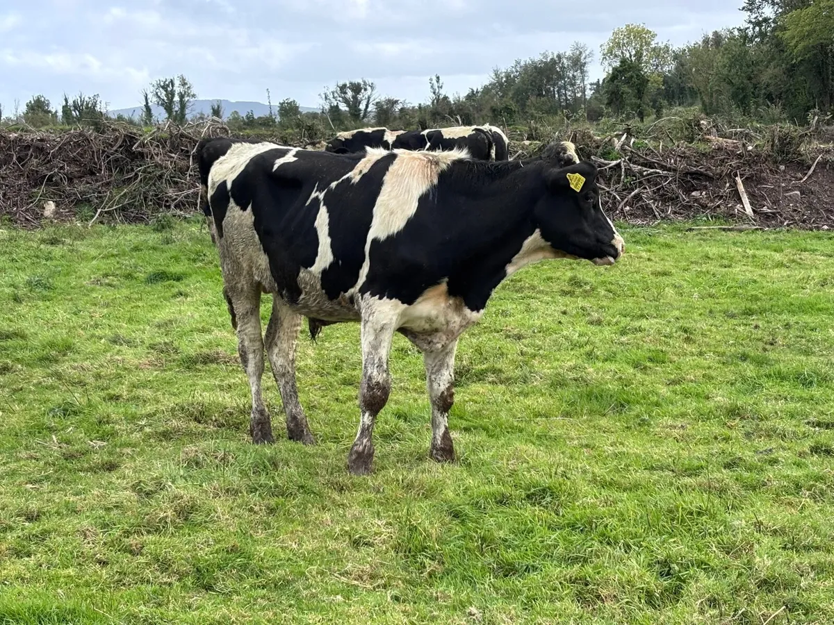 7 British Freisan bulls for sale - Image 1