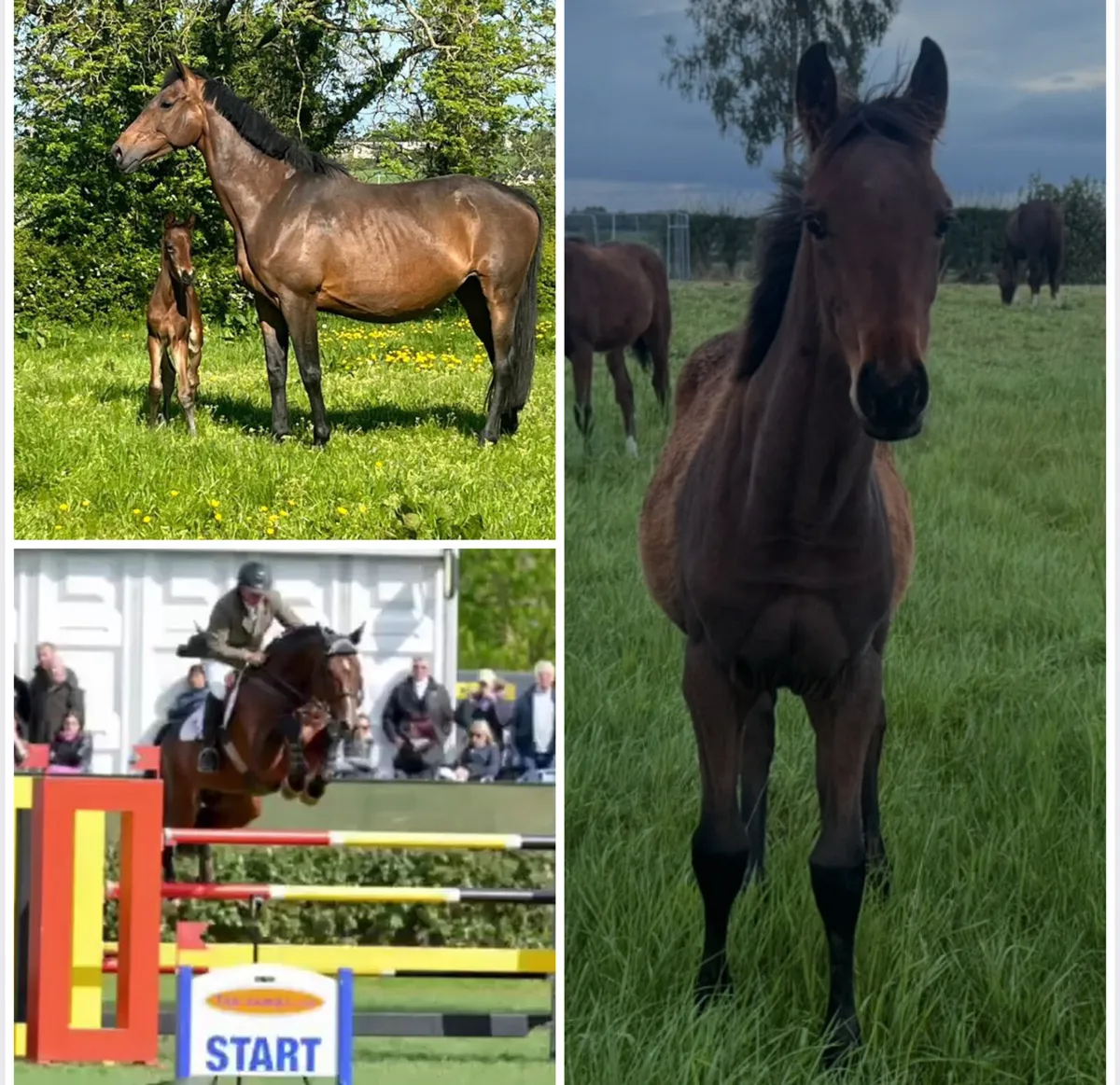 Sj/eventing foal - Image 1