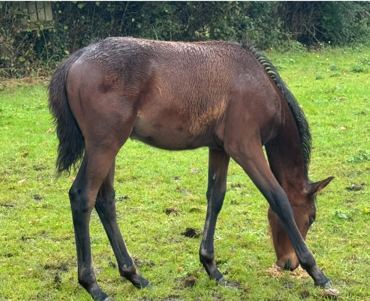 Sj/eventing foal - Image 2
