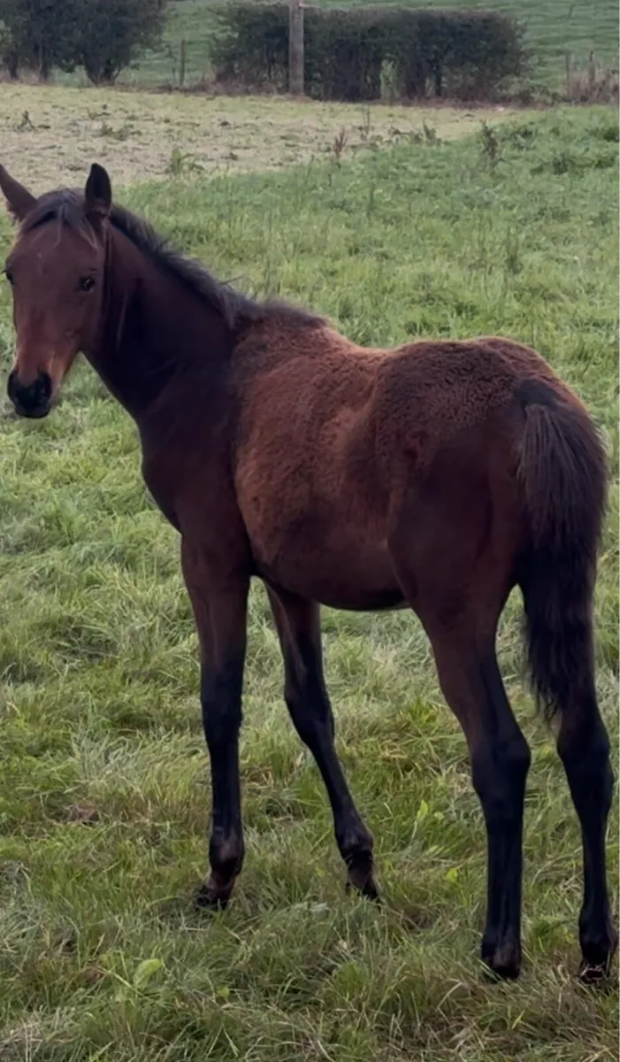 Sj/eventing foal - Image 3