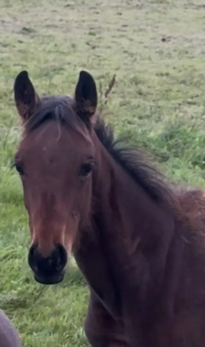 Sj/eventing foal - Image 4