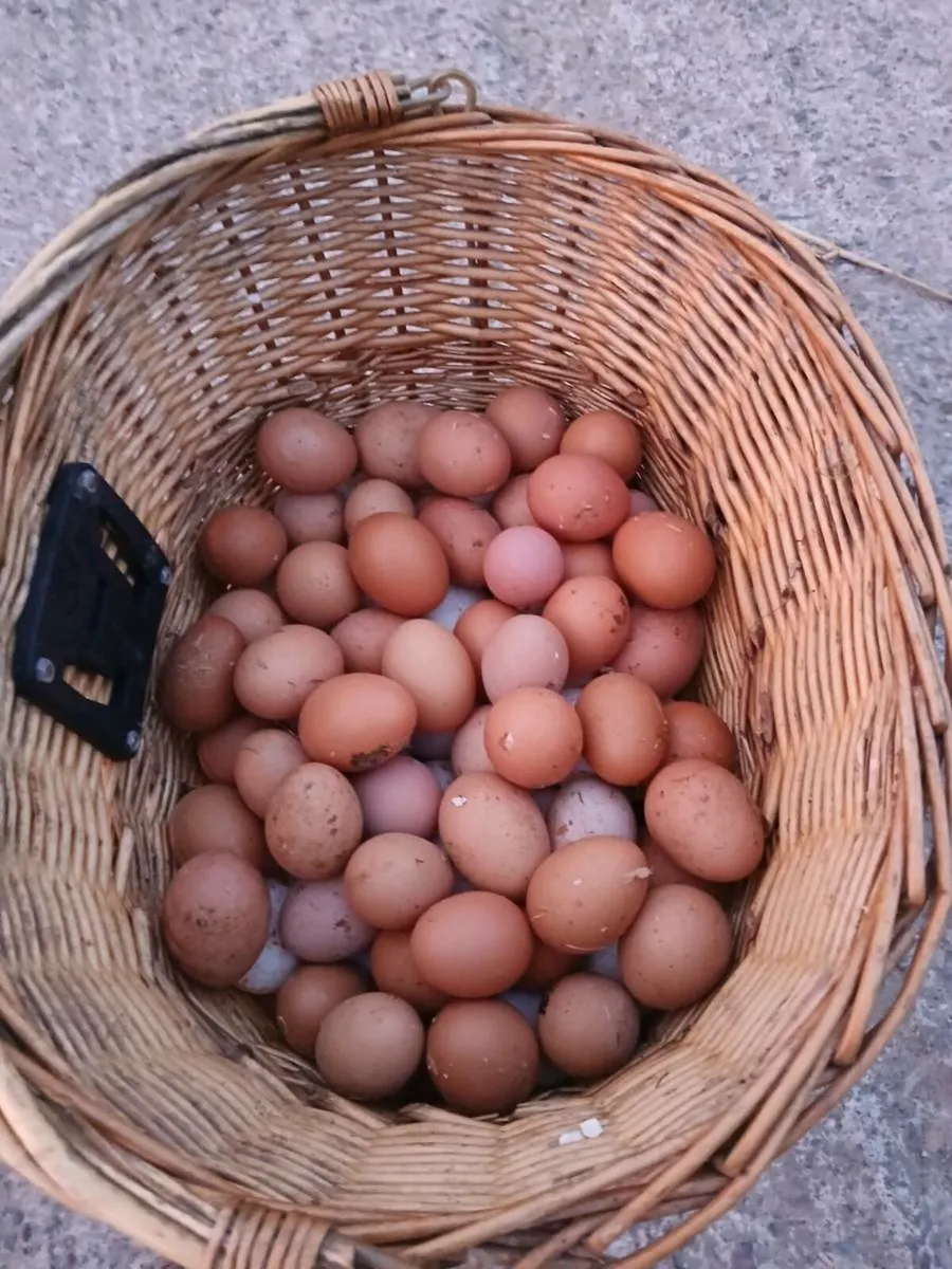 Pullets , Ducks - Image 1