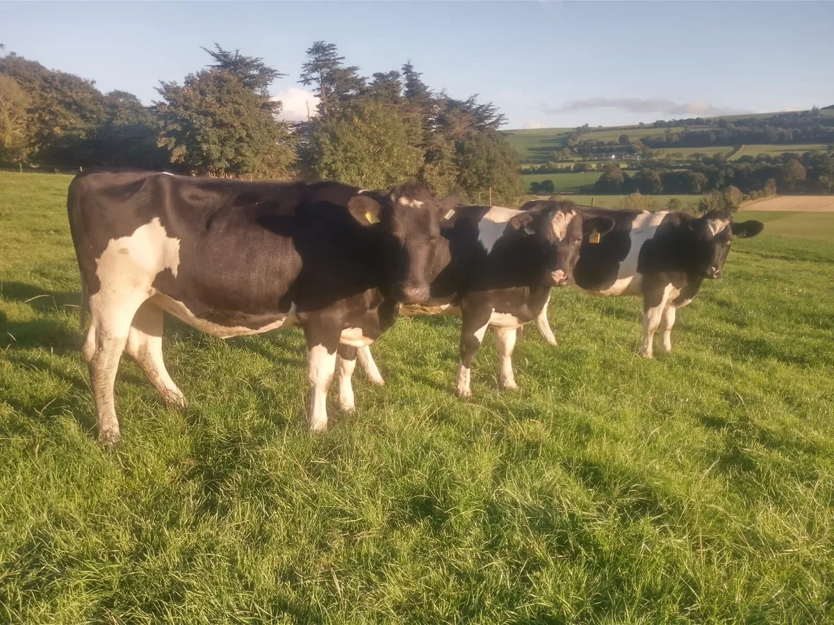 Friesian Incalf Heifers - Image 1