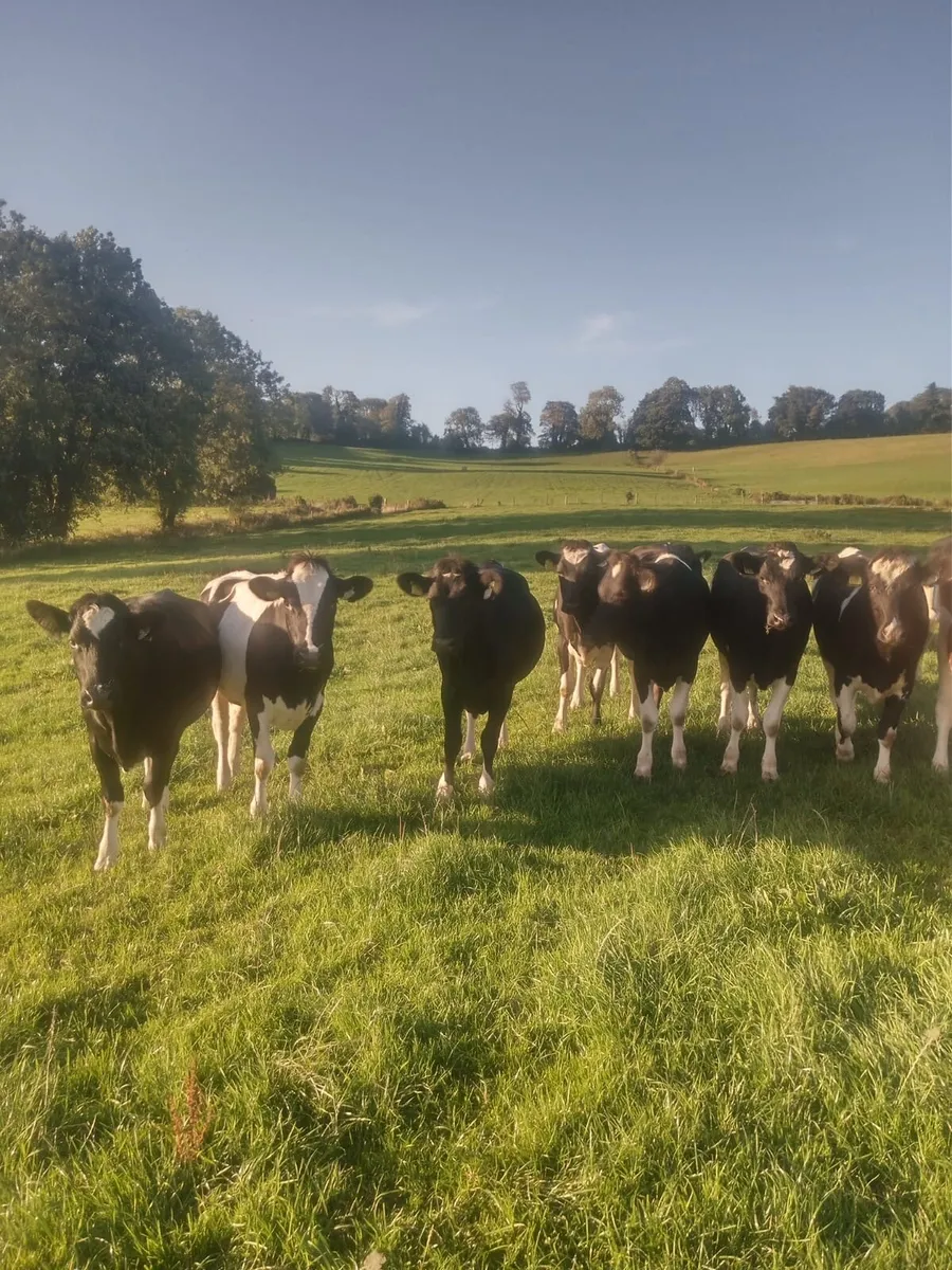 Friesian Incalf Heifers - Image 2