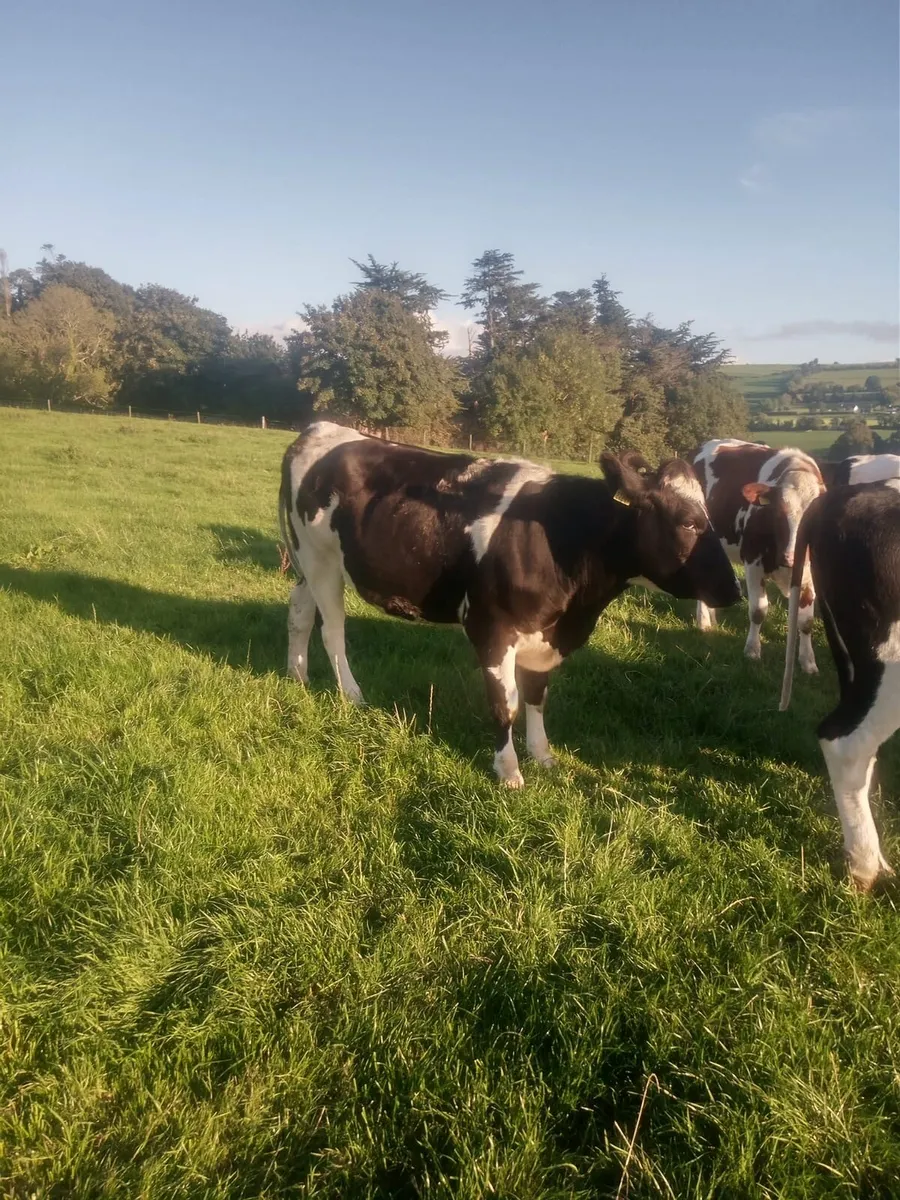 Friesian Incalf Heifers - Image 4