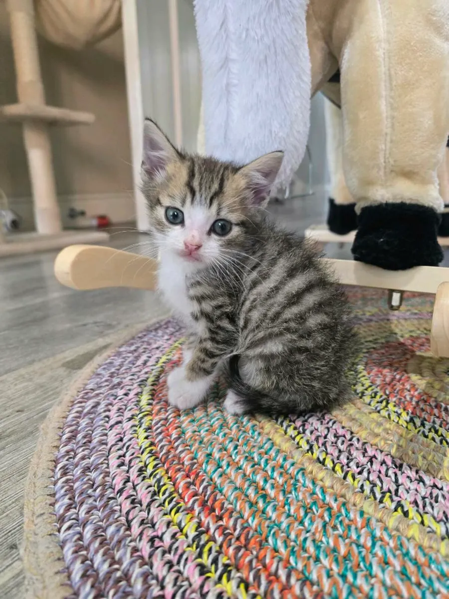 Kitten - Image 1