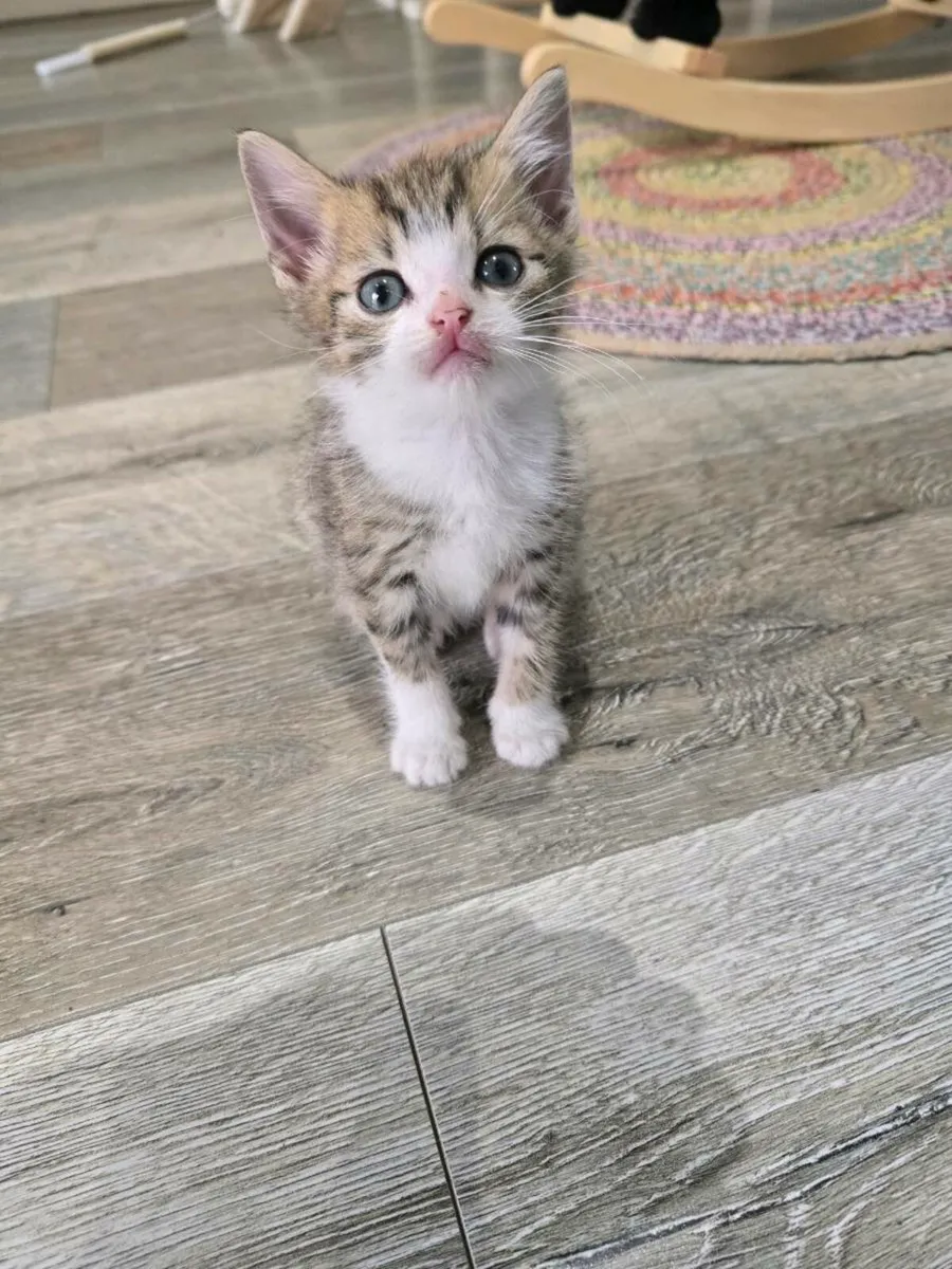 Kitten - Image 2