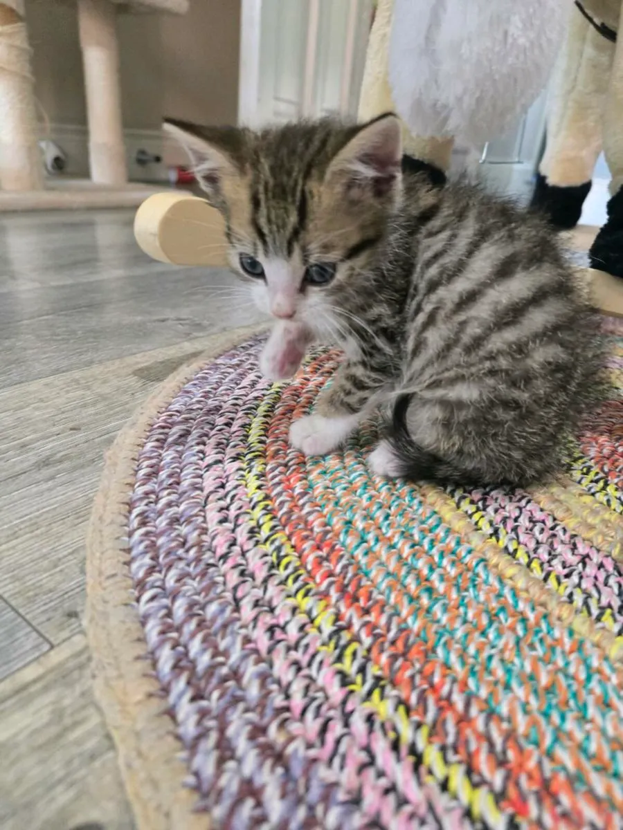 Kitten - Image 3