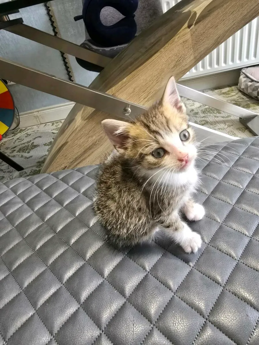 Kitten - Image 4