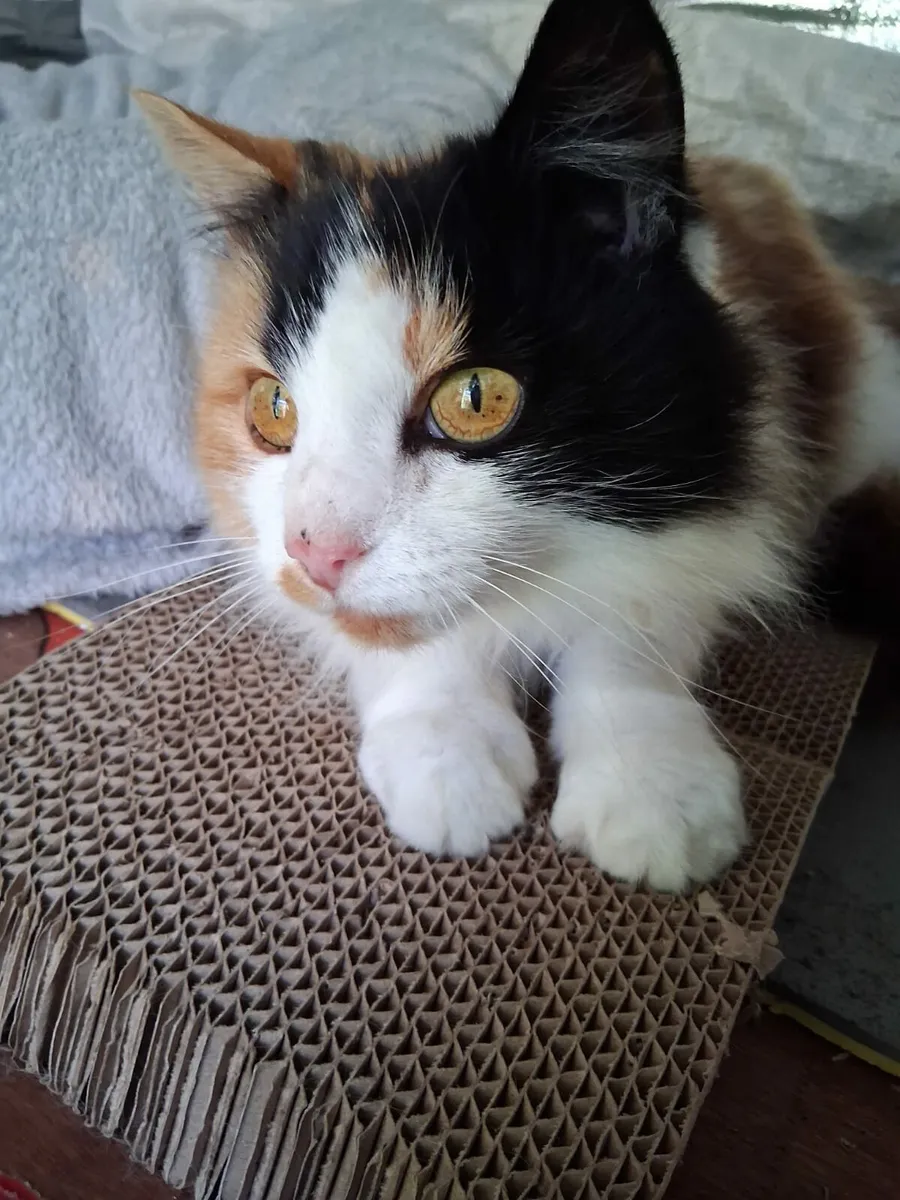 Windy 8yo female - Image 1