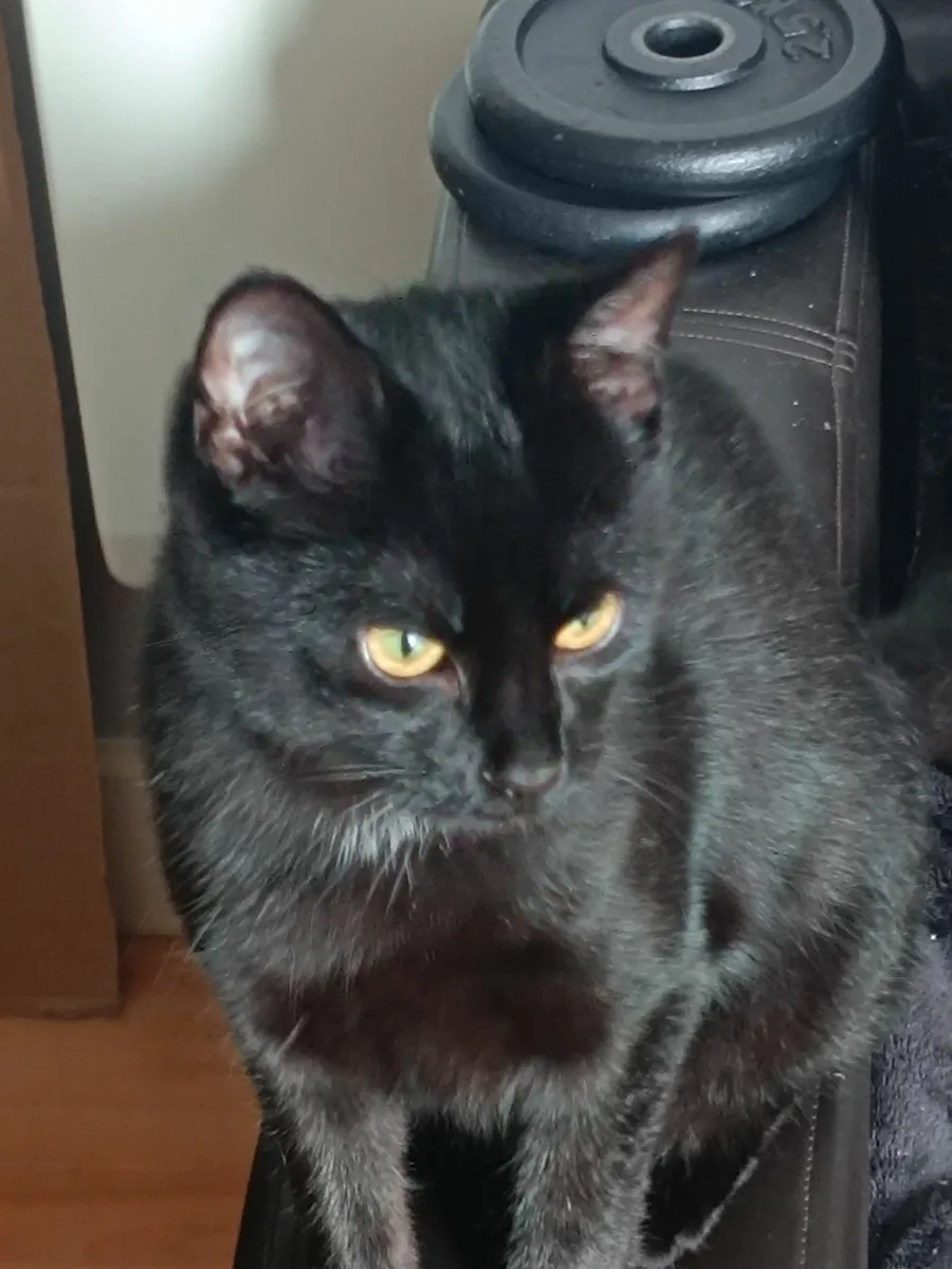 Cat - Image 1
