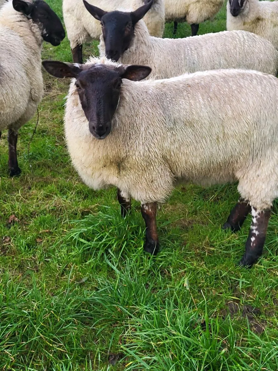 Ewe lambs - Image 3