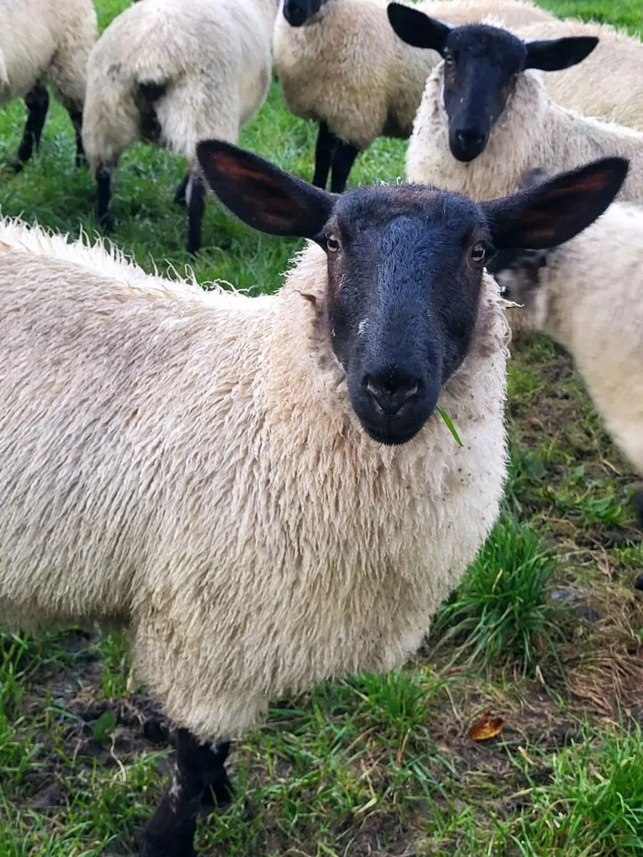 Ewe lambs - Image 4