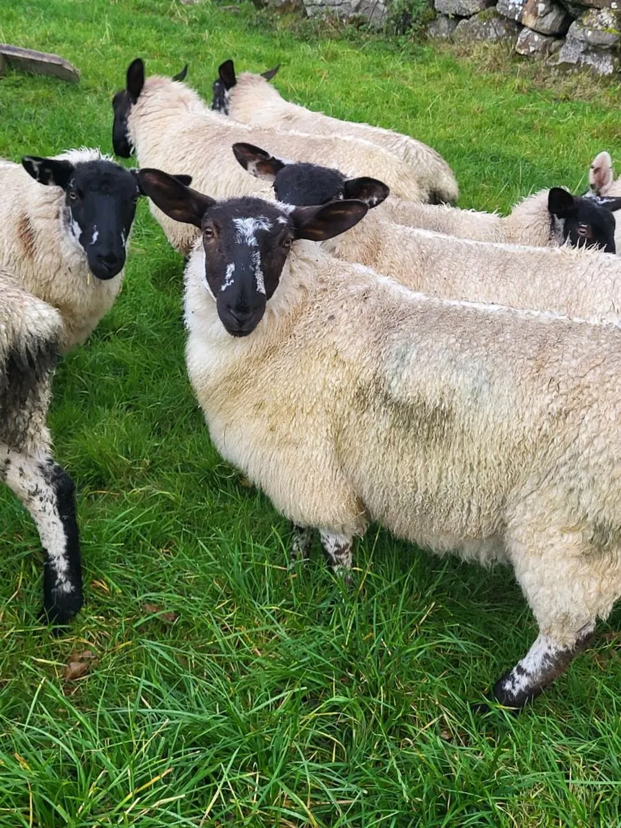 Ewe lambs - Image 2