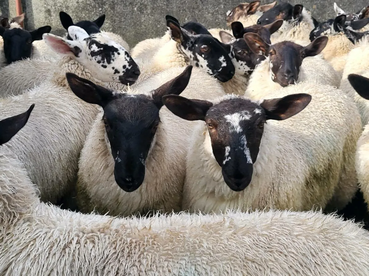 Ewe lambs - Image 1