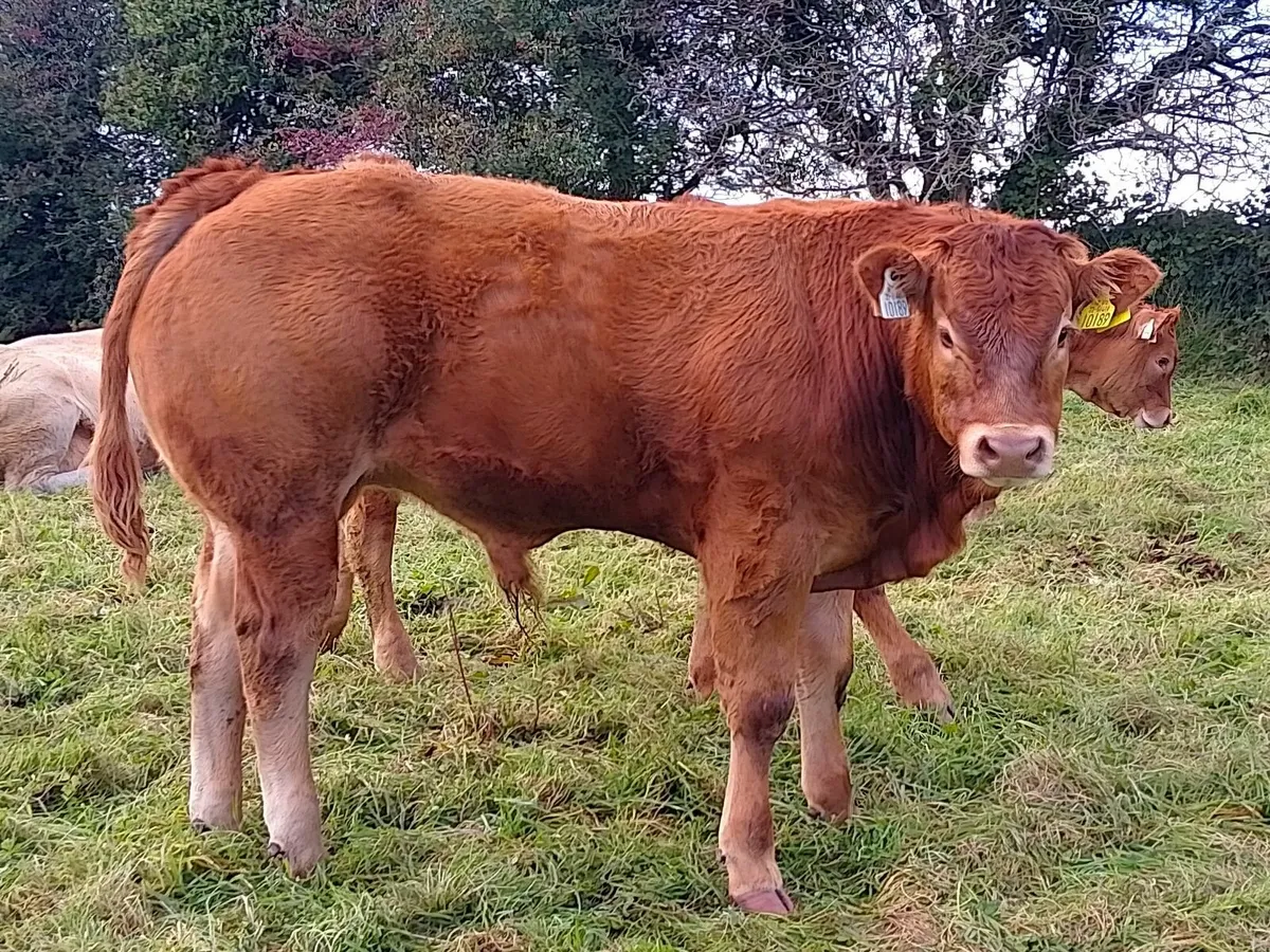 3 Bull weanling  ballinrobe show and sale(19 Sept - Image 1