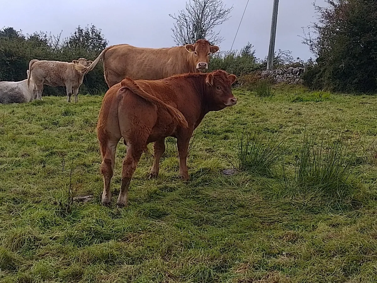 3 Bull weanling  ballinrobe show and sale(19 Sept - Image 2