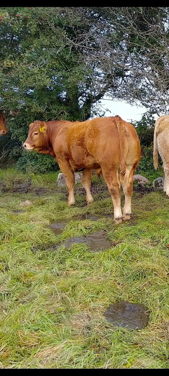 3 Bull weanling  ballinrobe show and sale(19 Sept - Image 3