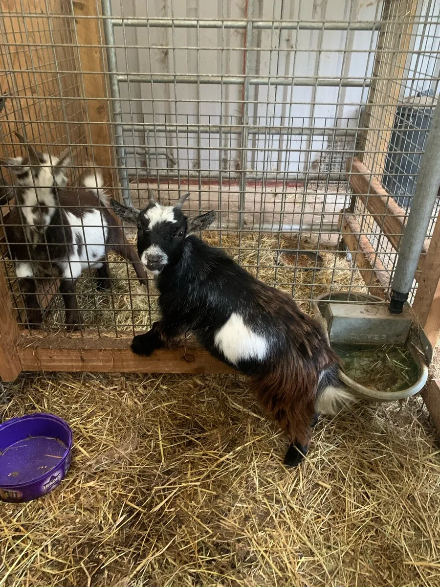 Pigmy Goats - Image 2