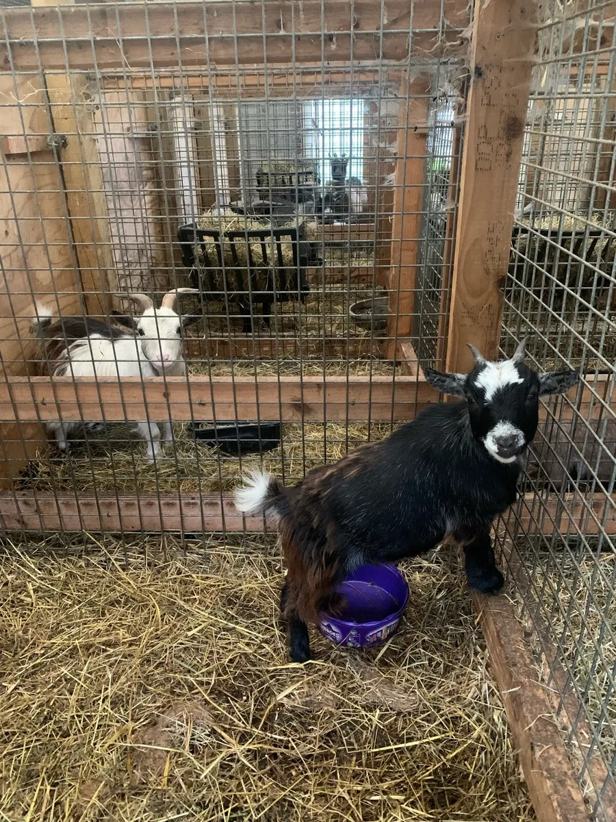 Pigmy Goats - Image 3