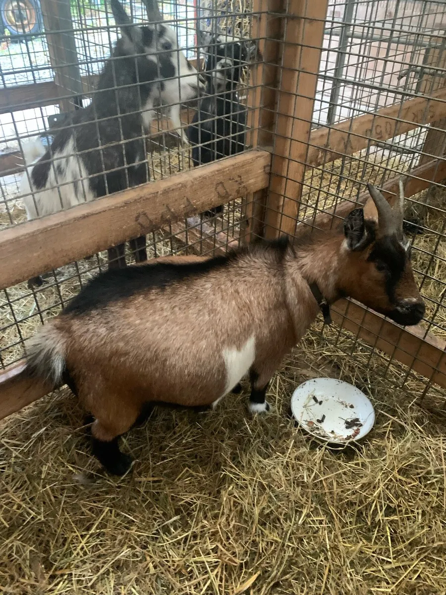 Pigmy Goats - Image 4