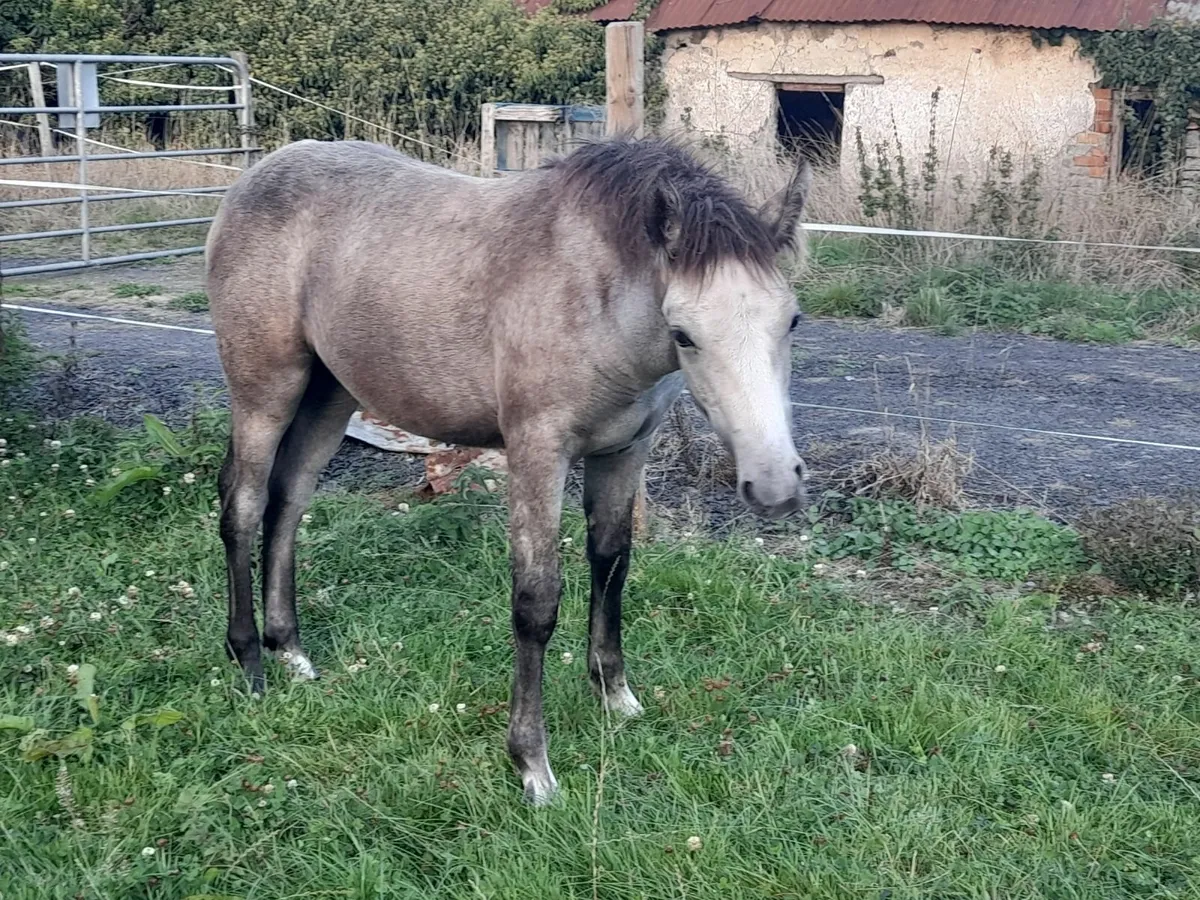 Connemara Foals - Image 4