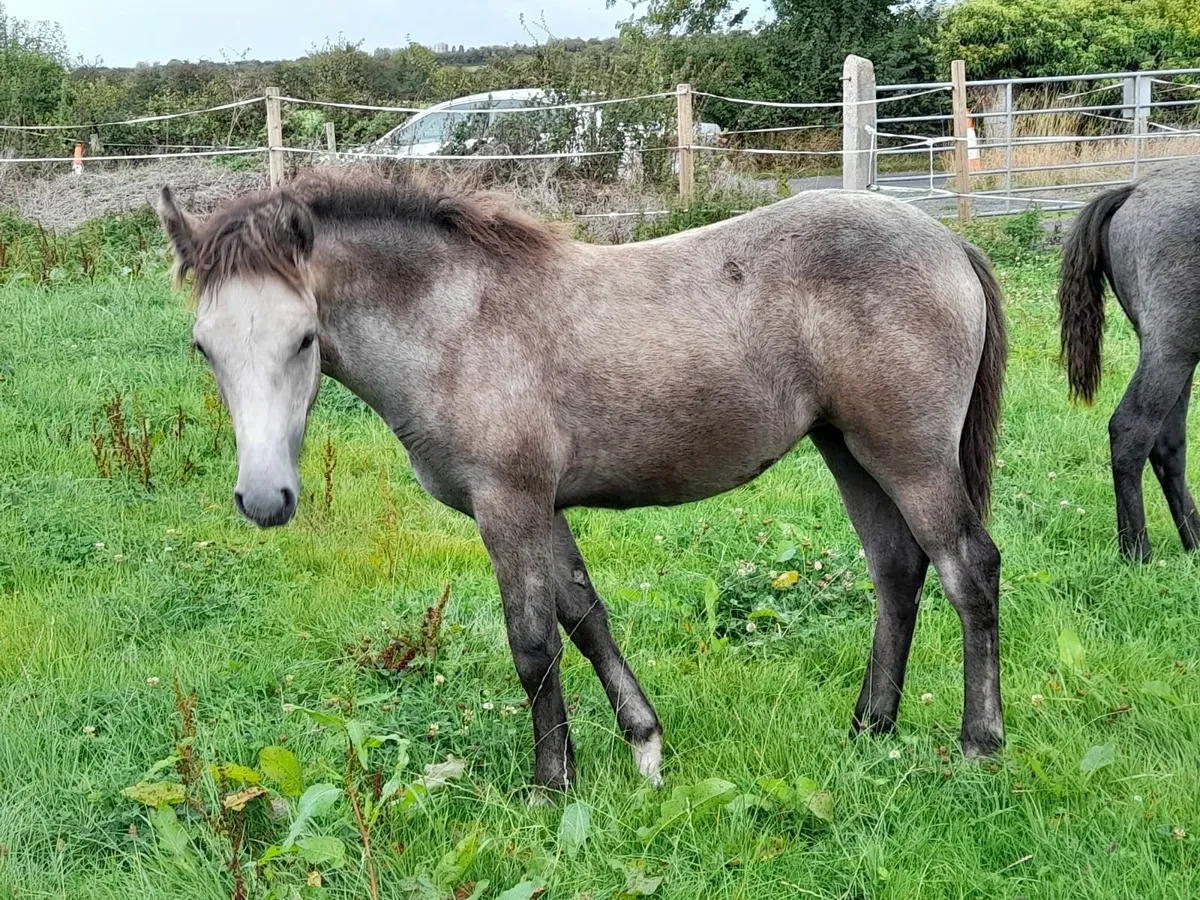 Connemara Foals - Image 3