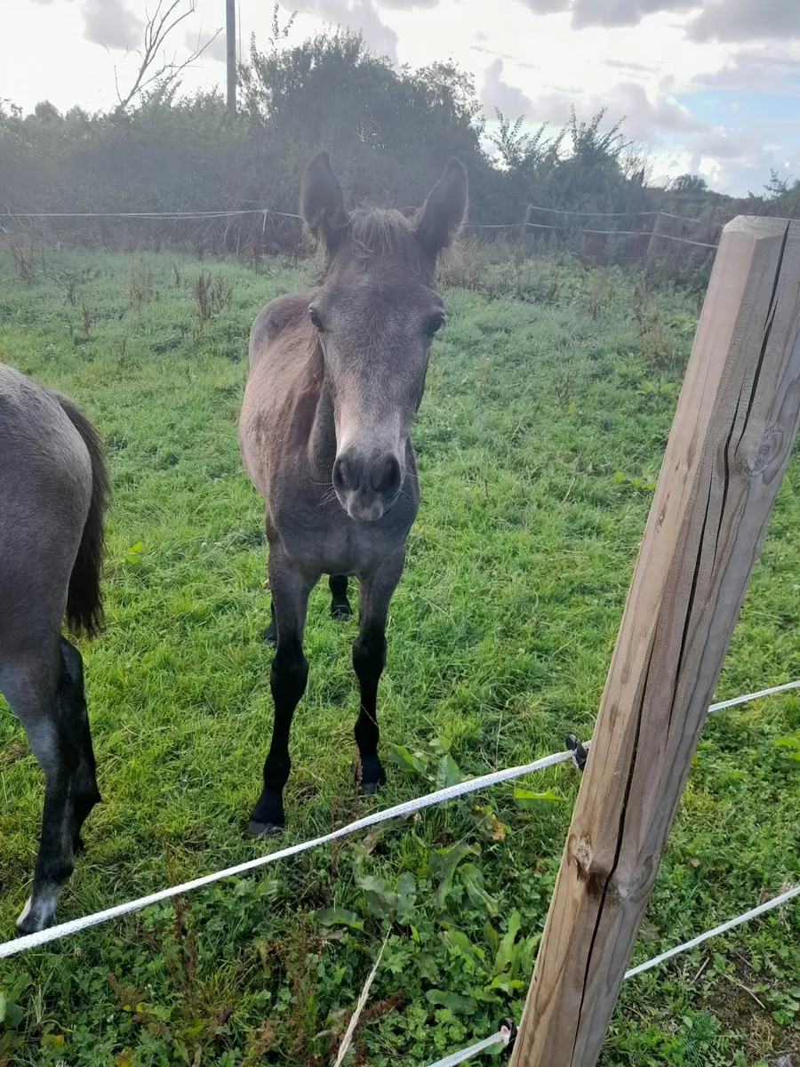 Connemara Foals - Image 2