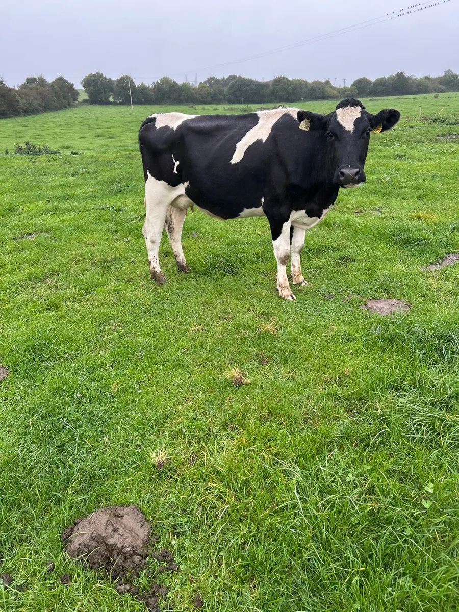 Empty cows - Image 2